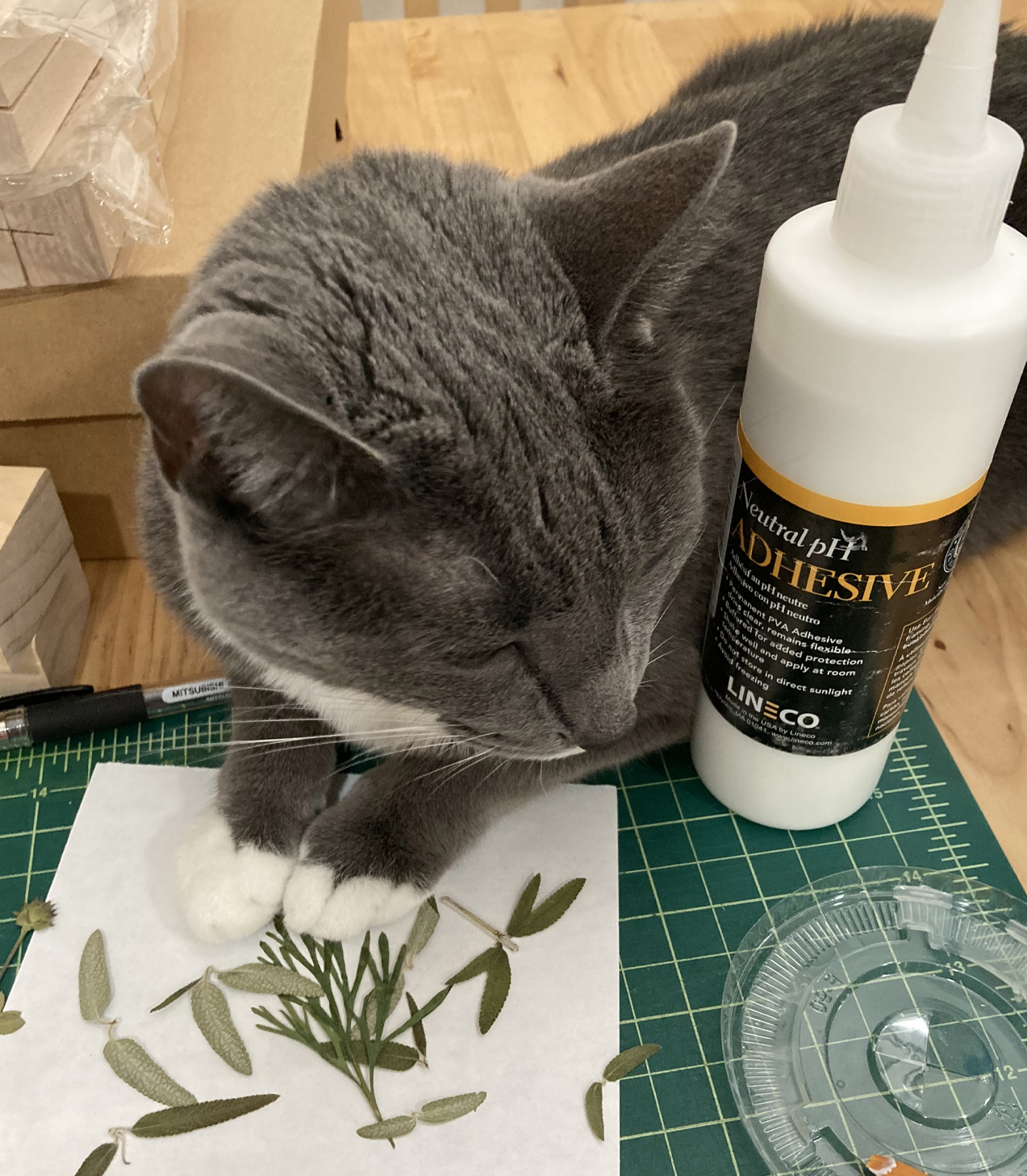 Gray and white studio cat napping on the worktable beside pressed leaves and a bottle of archival adhesive