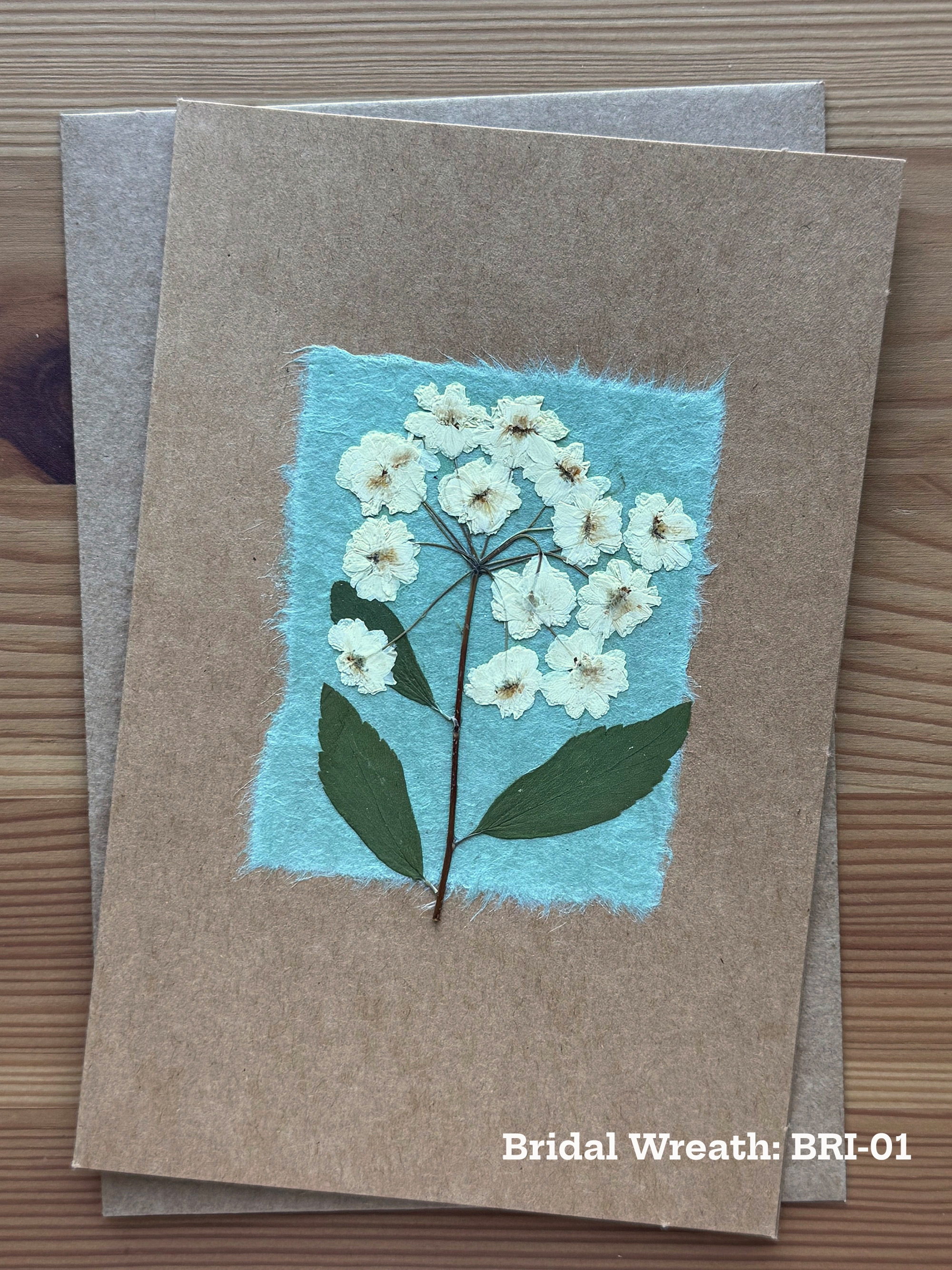Bridal Wreath pressed flower piece