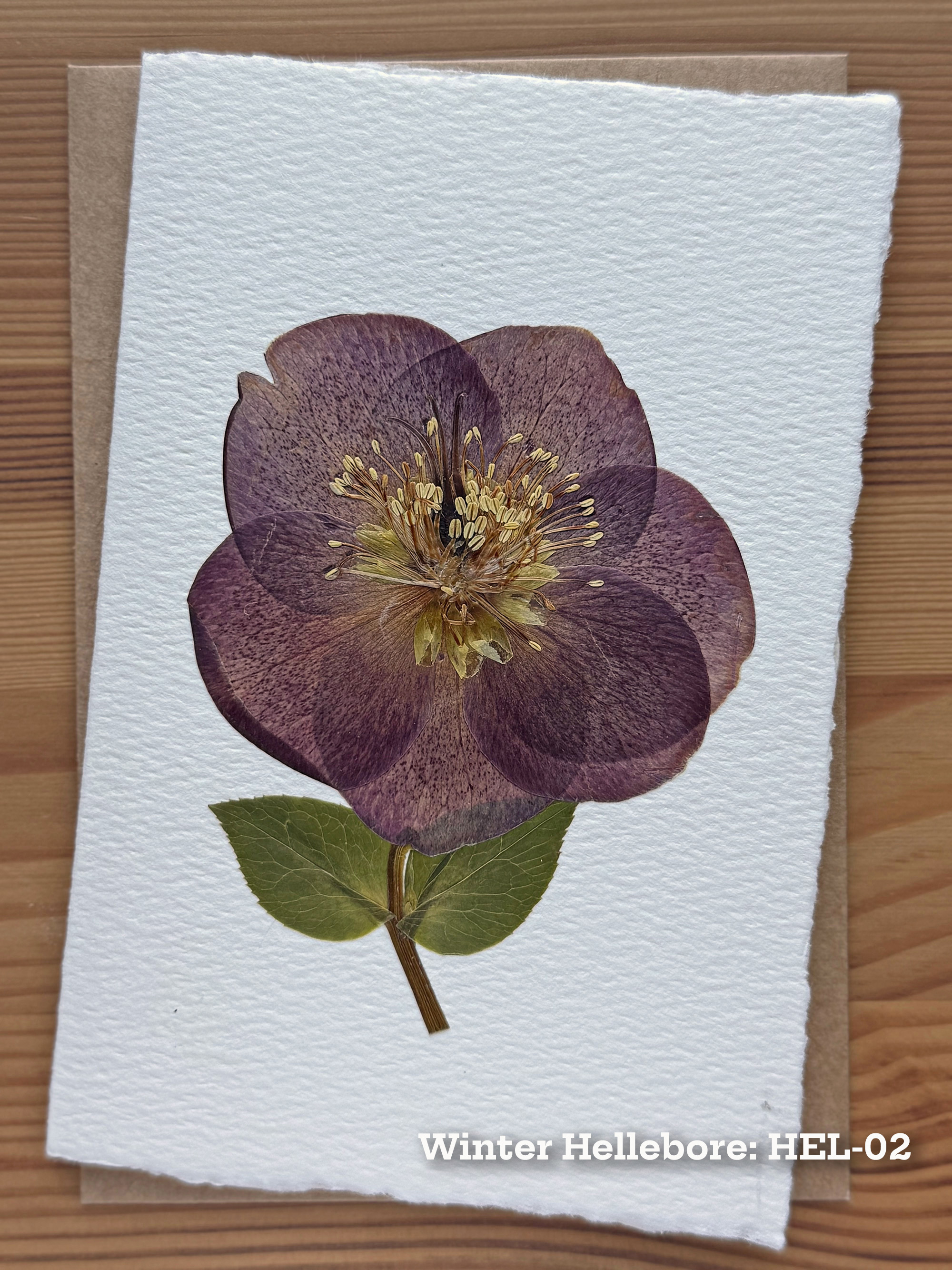 Winter Hellebore pressed flower piece