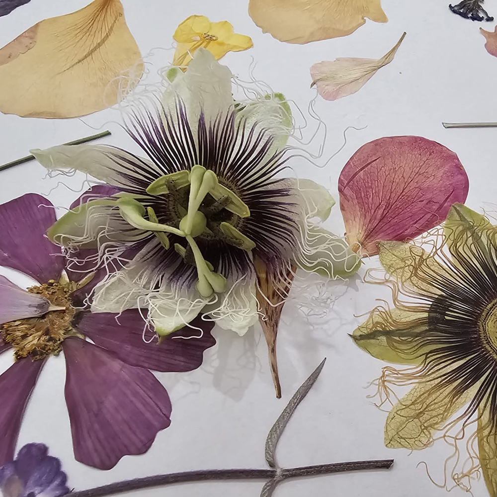 Close-up of a pressed passionflower among petals on white paper