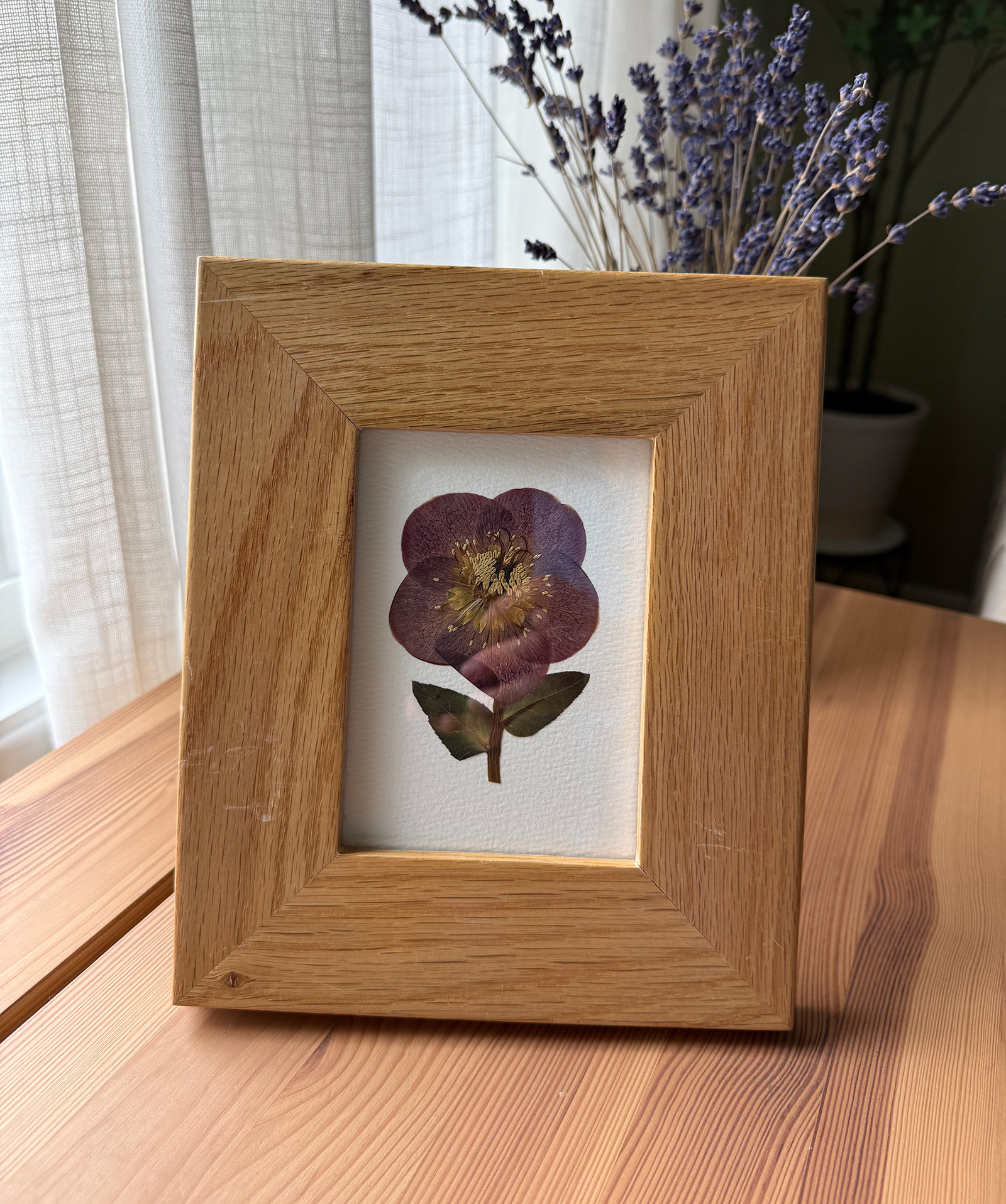 Hellebore pressed flower piece