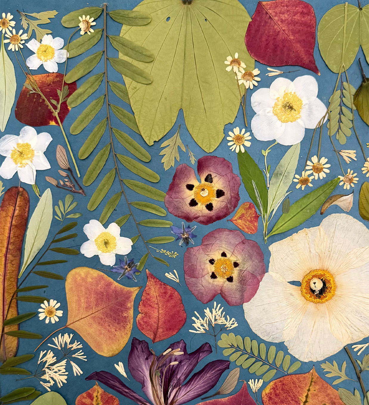 Pressed flowers and leaves arranged on a blue background
