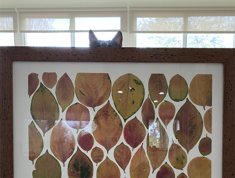 Frame filled with a grid of pressed autumn leaves