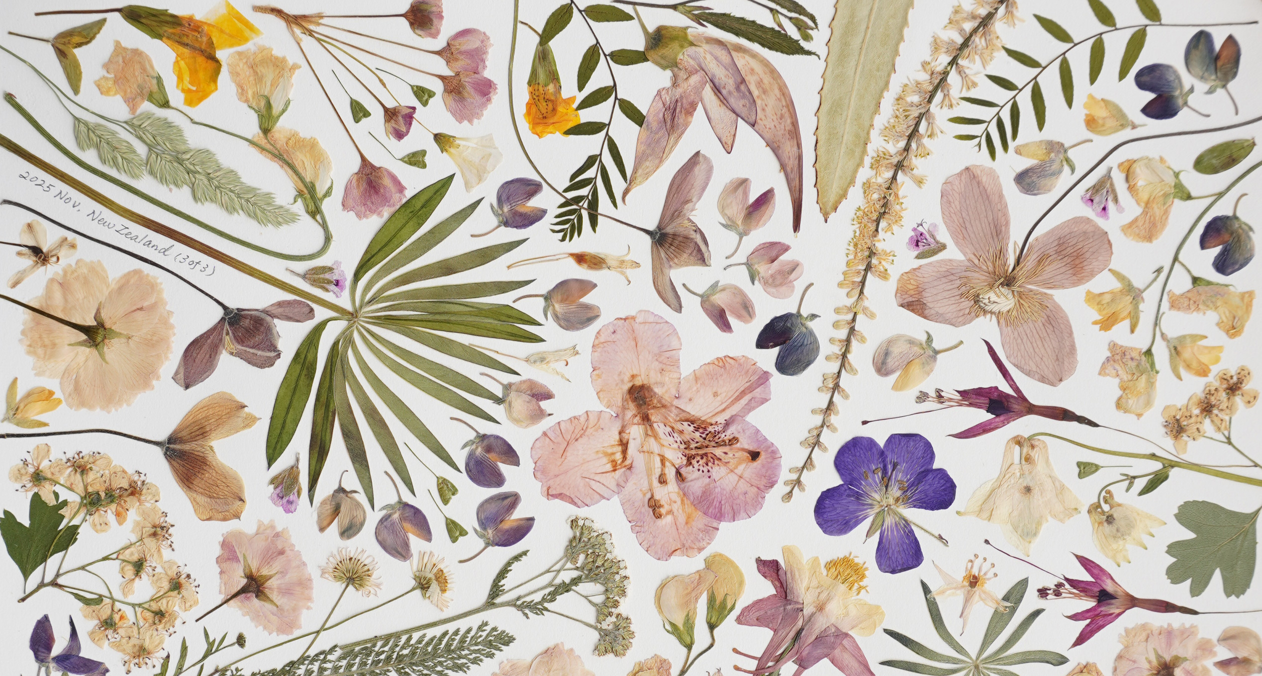 Flat lay of pressed flowers and foliage from New Zealand, November 2025