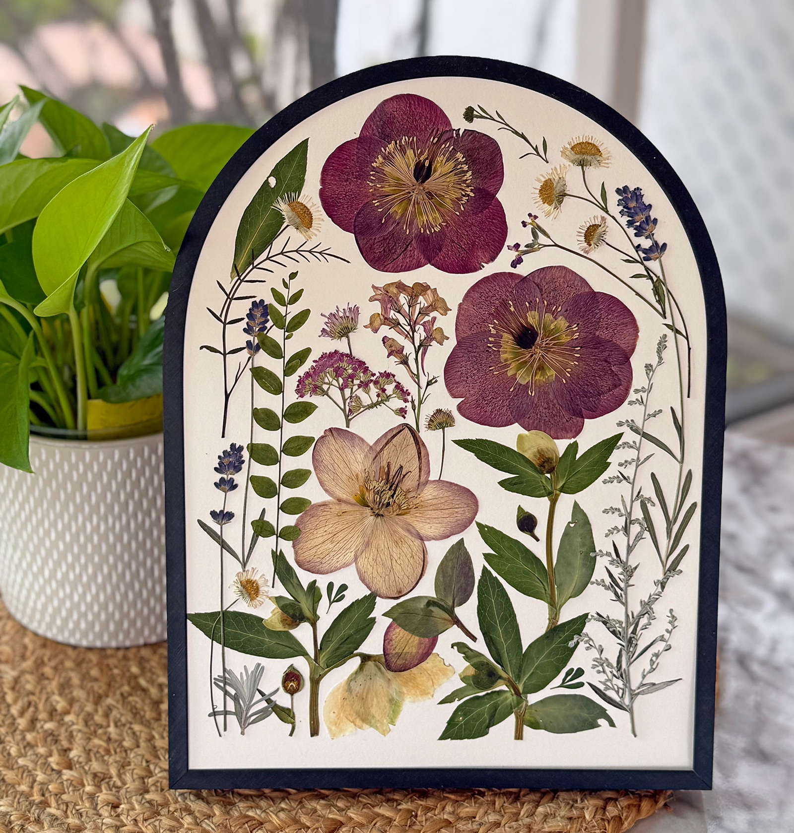 Burgundy and blush pressed hellebores with foliage in an arched black frame