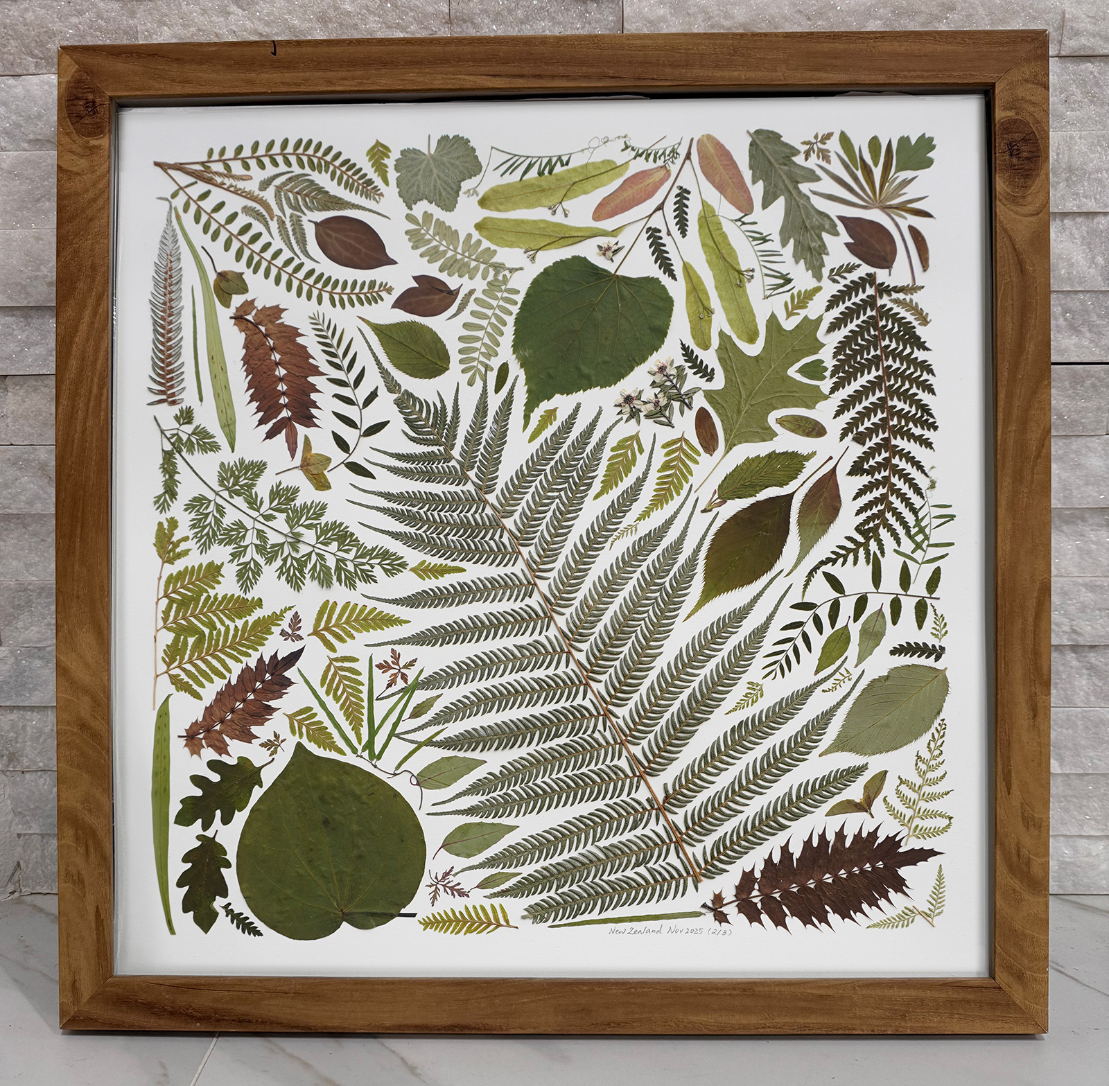 Pressed New Zealand ferns and leaves arranged in a square wood frame