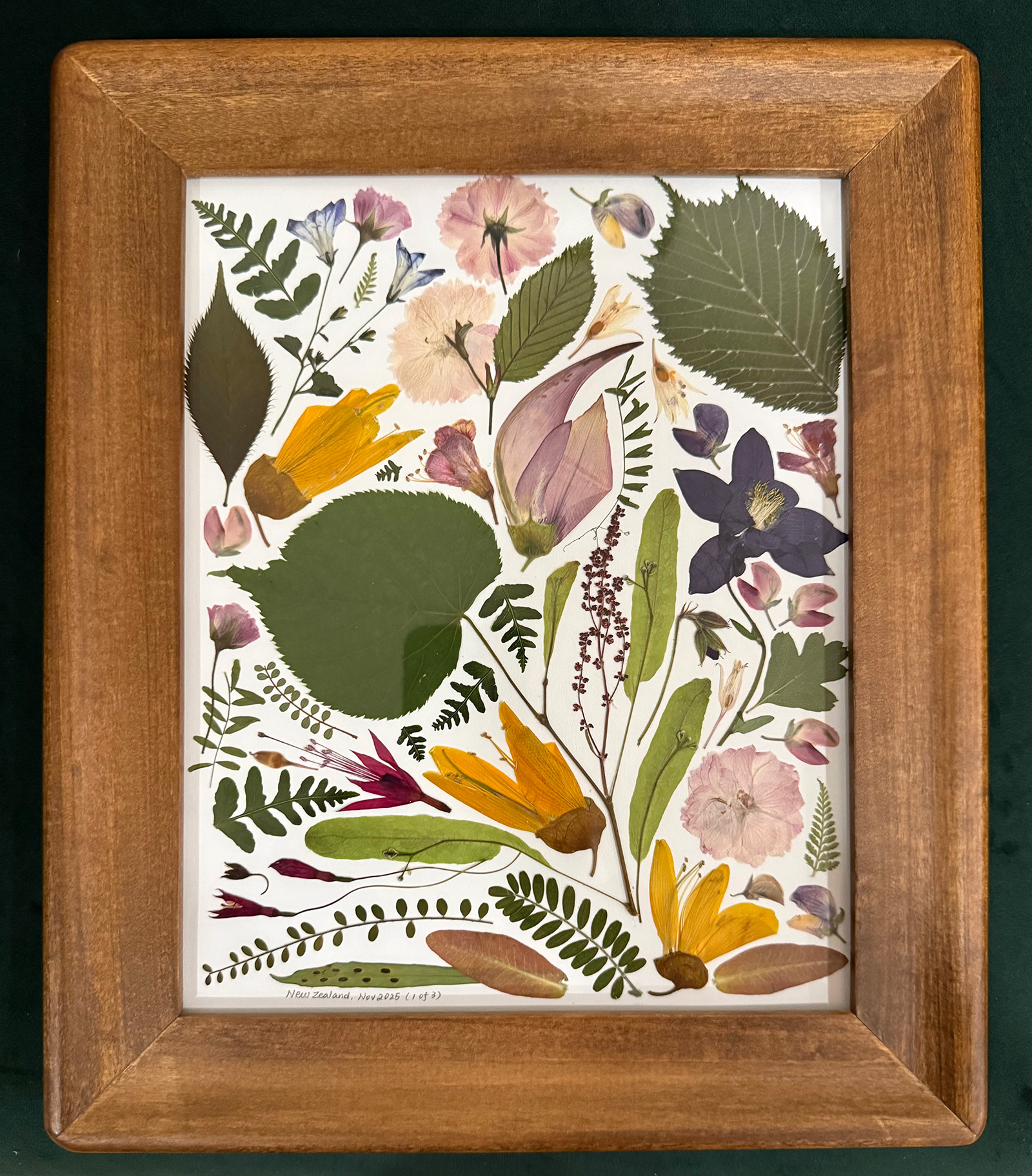 Pressed New Zealand leaves, ferns, and flowers in a wide wood frame