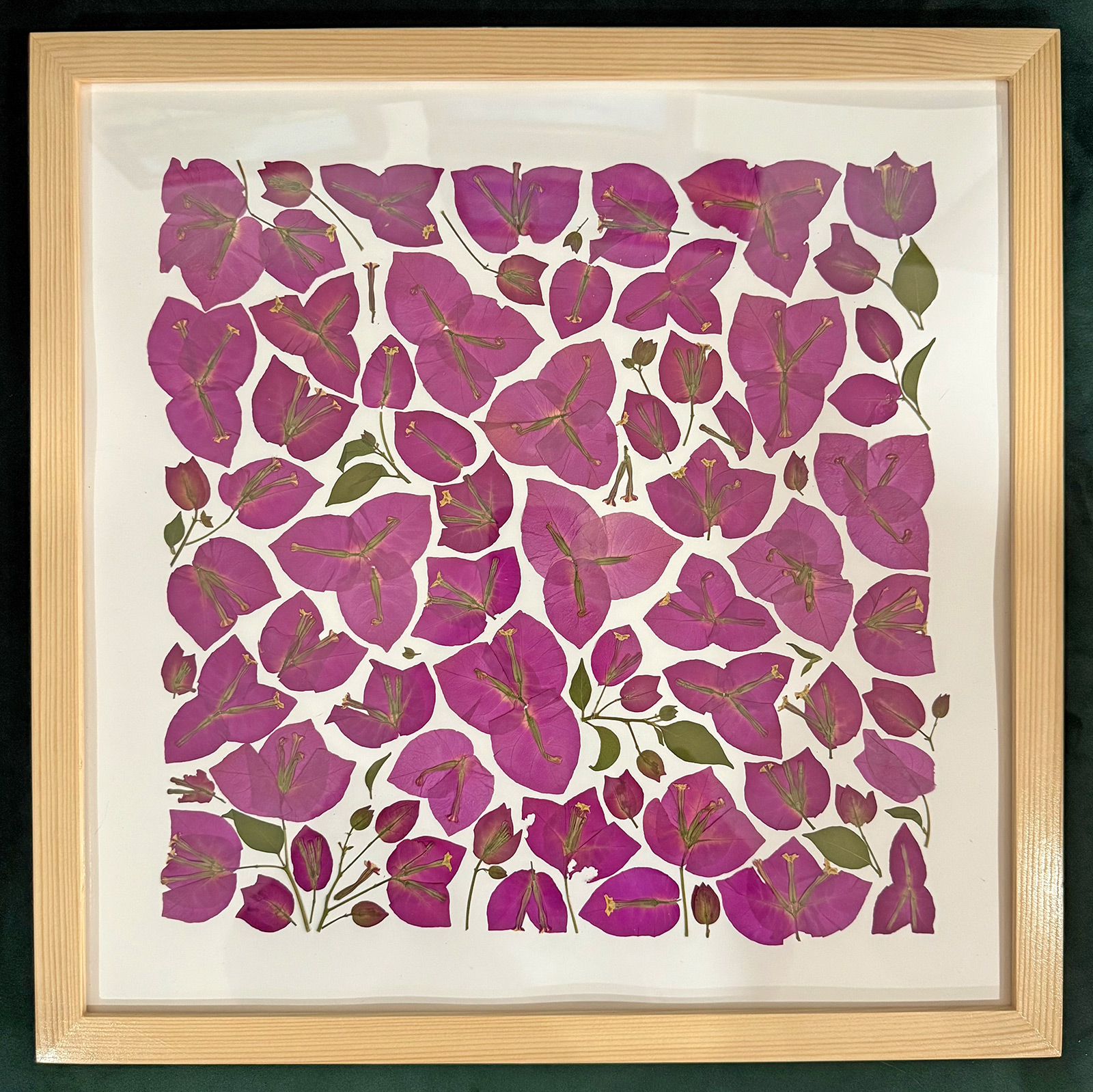 Magenta pressed bougainvillea bracts filling a square pine frame