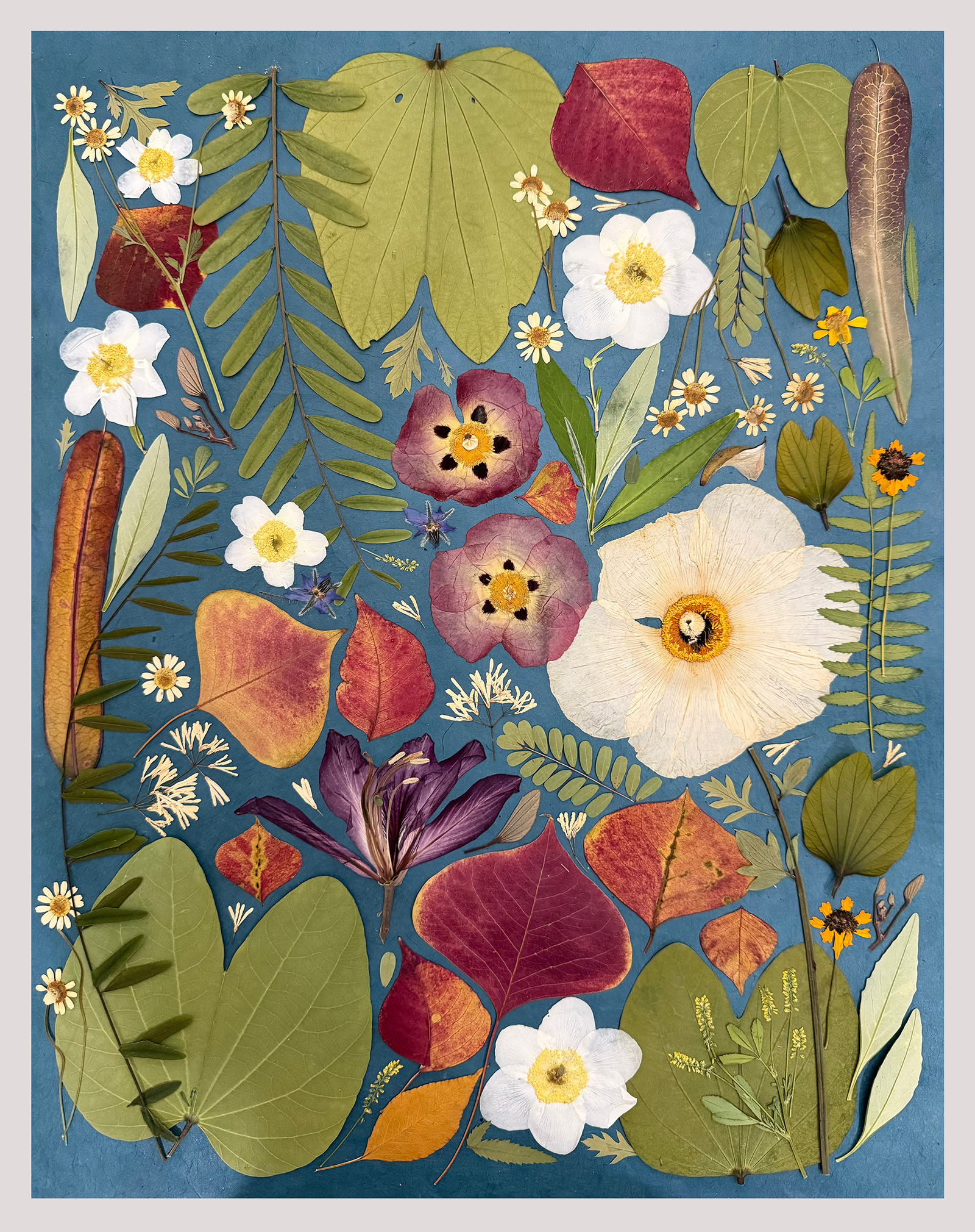 Pressed leaves, white anemones, and plum poppies arranged on teal handmade paper
